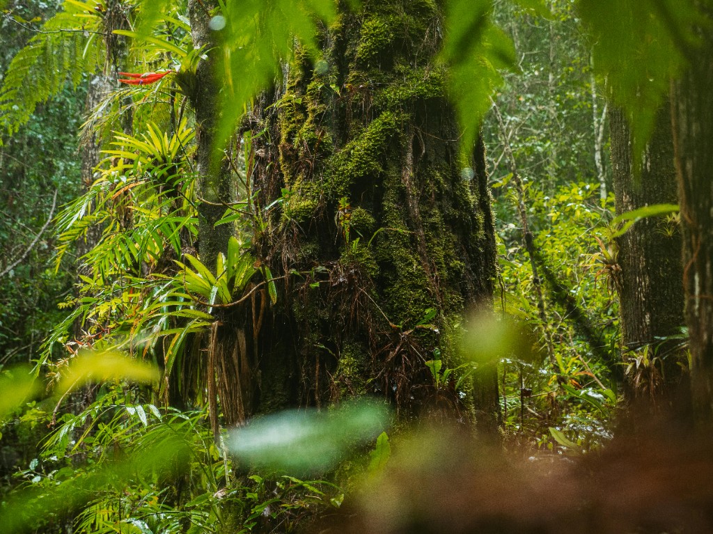 Dense rainforest canopy with intertwined roots and moss-covered growth suggesting living network infrastructure